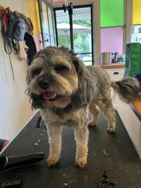 Profile photo of Lulu