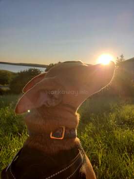 Profile photo of Peppers Dominican rescue small friend