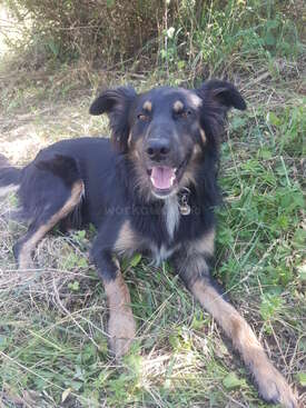 Profile photo of Poncho