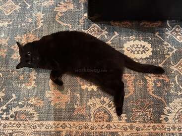 Profile photo of Toto