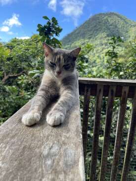 Profile photo of Tiggi 