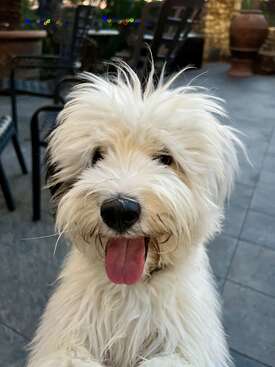 Profile photo of Snø