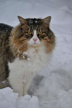 Profile photo of Chups