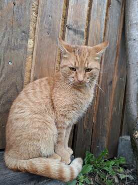Profile photo of Žujan