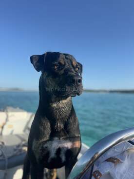 Profile photo of Napo