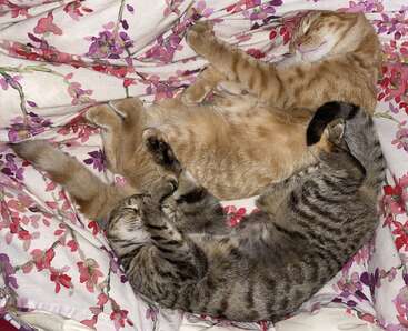 Profile photo of Sunny