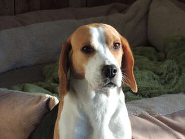 Profile photo of Snoetje