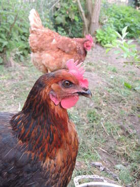 Profile photo of Sophie, Irma and Chickie