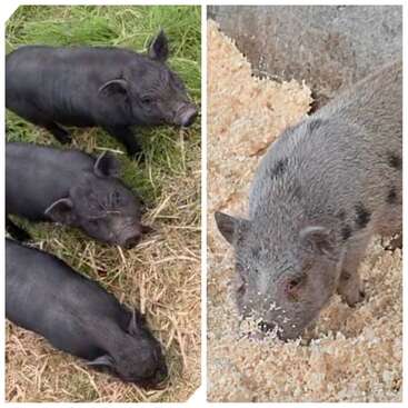 Profile photo of Mini pigs