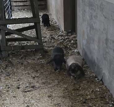Profile photo of Rabbits