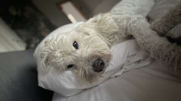 Profile photo of HarLee Bird