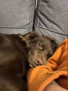 Profile photo of Choko-pie 