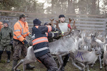 Profile photo of Reindeer