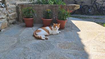 Profile photo of Miro