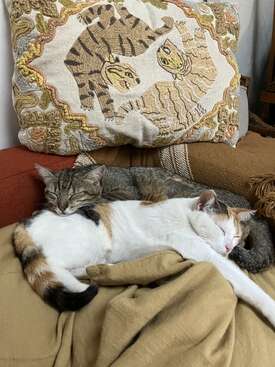 Profile photo of Stella and Saoko