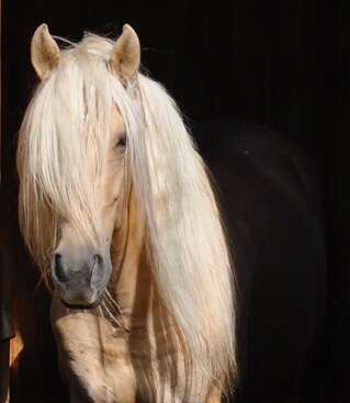 Profile photo of Torero
