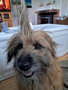 Profile photo of Fientje 