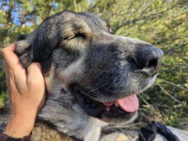 Profile photo of Alma