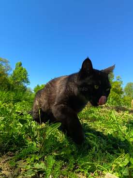 Profile photo of Quazi