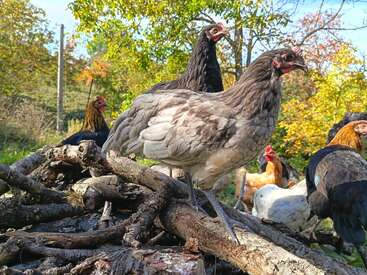 Profile photo of Chicken team 