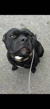 Profile photo of Shadow