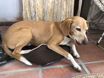 Profile photo of Pancha