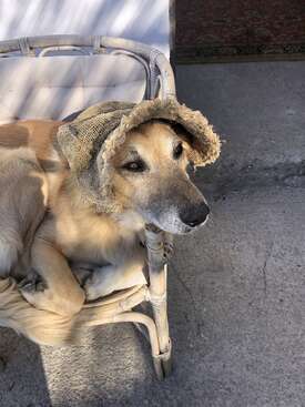 Profile photo of Quichot