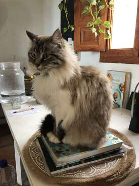 Profile photo of Doña