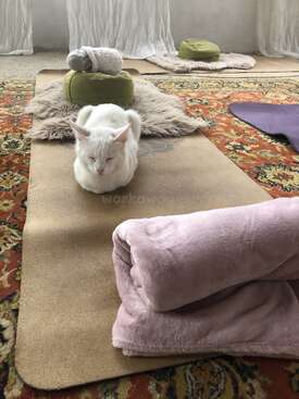 Profile photo of Sancho