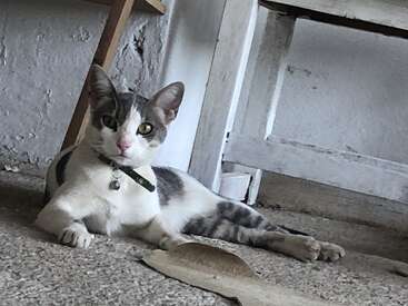 Profile photo of Mancha