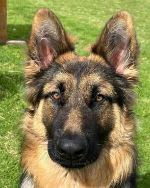 Profile photo of Simon