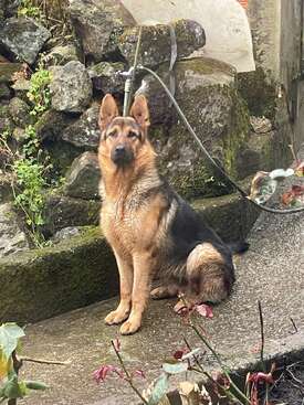 Profile photo of Tiburón