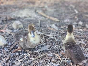 Profile photo of Ducks, Splash and Spot