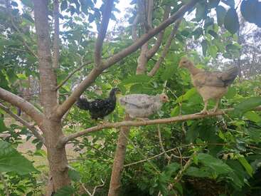 Profile photo of Poppy, Ginger, Midnight, Blacky, Little foot, Hairdo, Minnie.