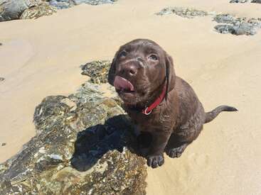 Profile photo of Maple