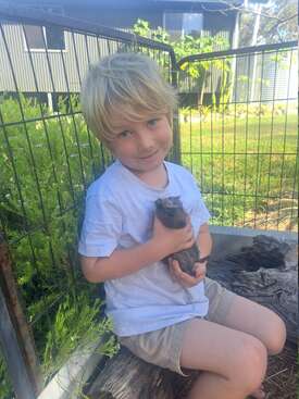 Profile photo of Guinea pigs, Bruzy and Bandit