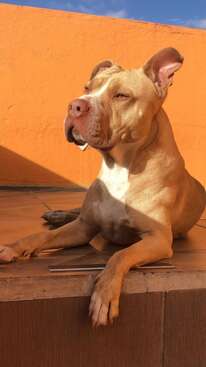 Profile photo of Maximo Maximiliano del Valle