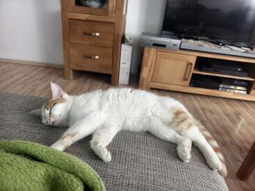 Profile photo of Sunny