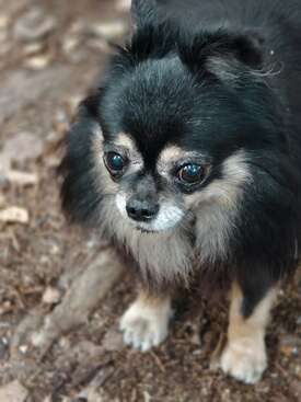 Profile photo of Chester