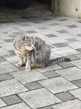 Profile photo of Perle