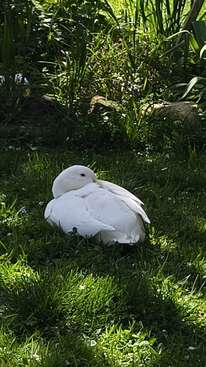 Profile photo of Finfin