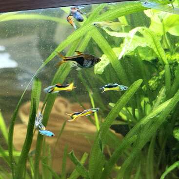 Profile photo of Fische