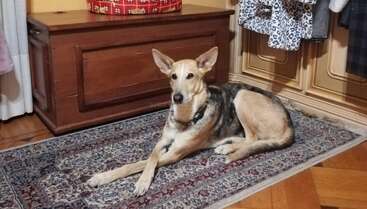 Profile photo of Vira