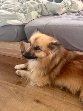 Profile photo of Babba