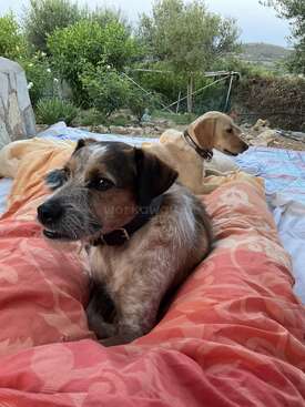 Profile photo of Ronnie, Max & Luna