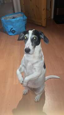 Profile photo of Pippi