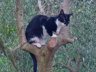 Profile photo of Besa