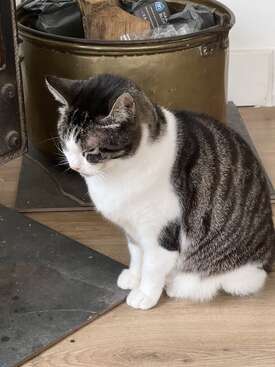 Profile photo of Moos