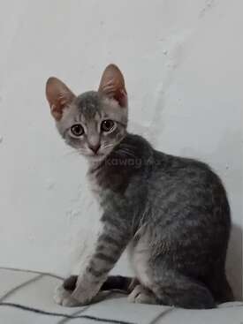 Profile photo of Merlin