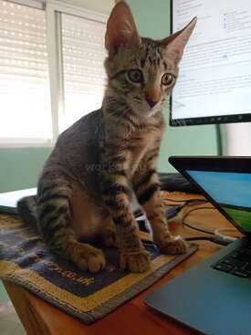 Profile photo of Lynx
